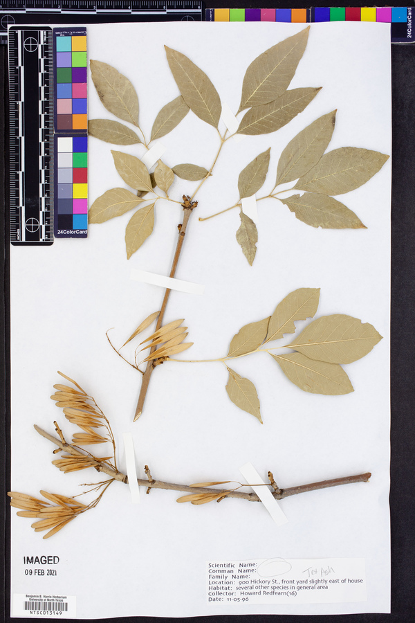 Fraxinus texensis image