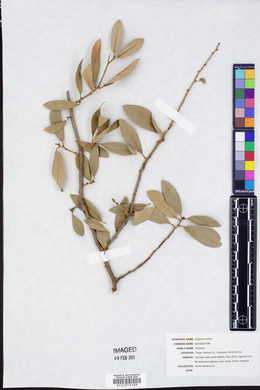 Quercus incana image