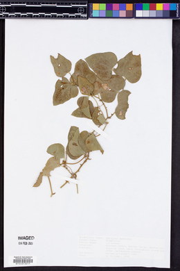 Smilax bona-nox image