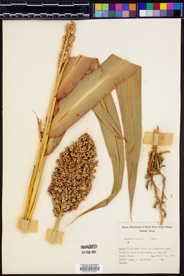 Sorghum bicolor subsp. bicolor image