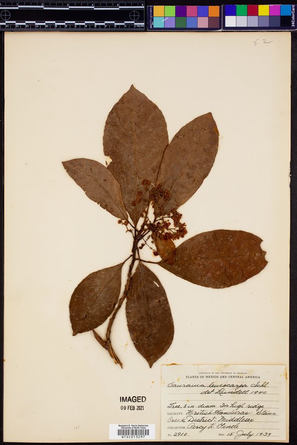 Saurauia leucocarpa image