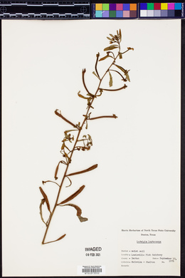 Ludwigia leptocarpa image