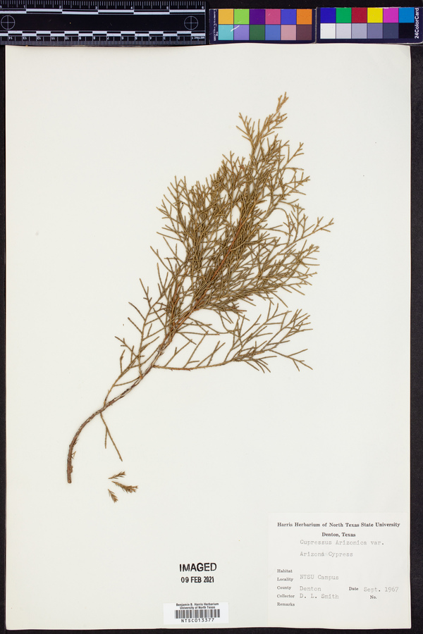 Cupressus arizonica var. arizonica image