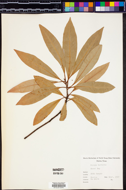Persea borbonia image