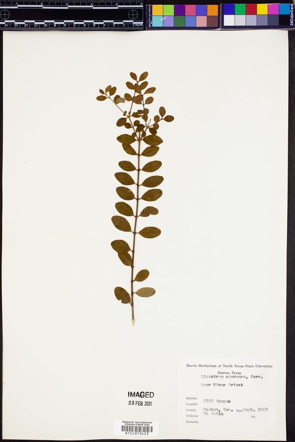 Ligustrum amurense image