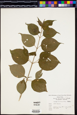 Cornus drummondii image