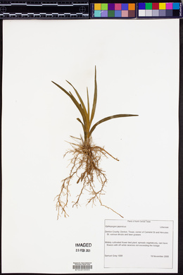 Ophiopogon japonicus image