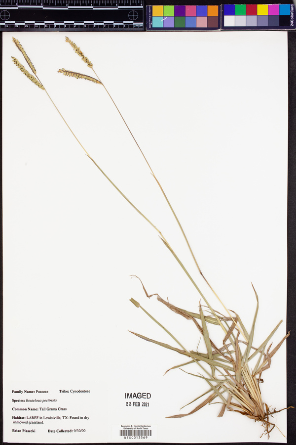 Bouteloua pectinata image