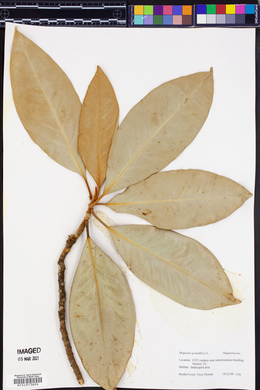 Magnolia grandiflora image