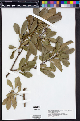 Sideroxylon lanuginosum subsp. rigidum image