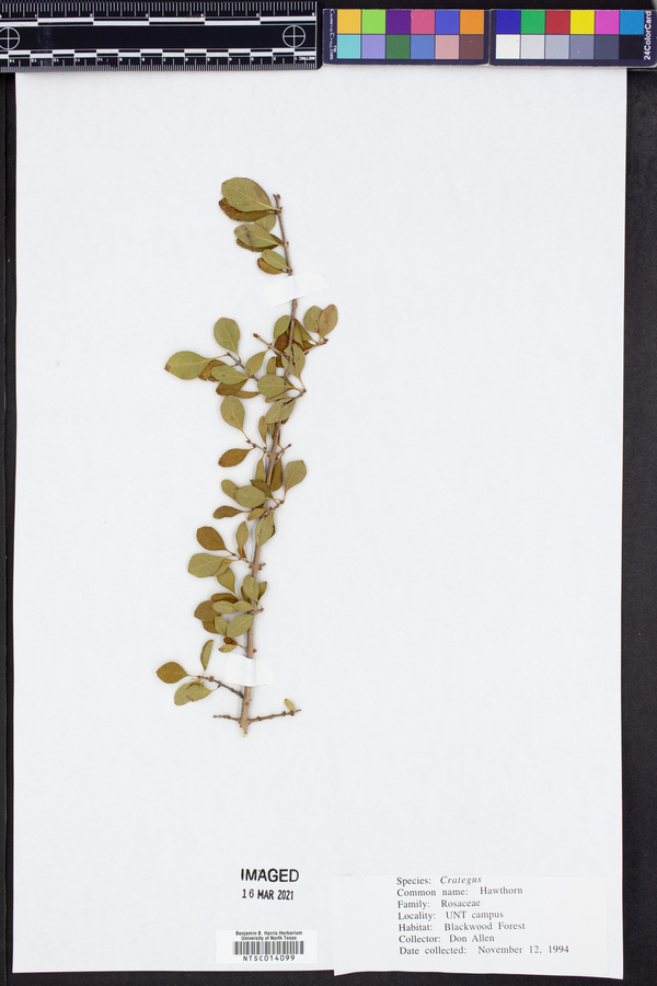 Crategus image