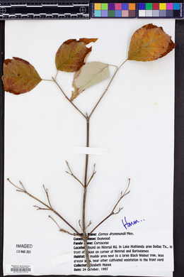 Cornus drummondii image