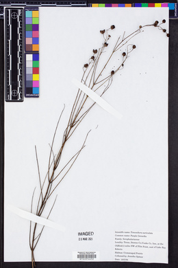 Agalinis purpurea image