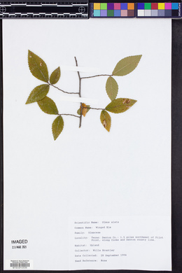 Ulmus alata image