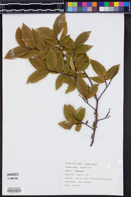 Ulmus alata image