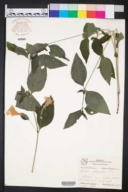Ruellia pedunculata image