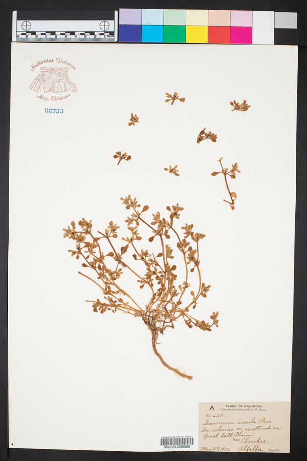Sesuvium sessile image