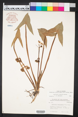 Sagittaria montevidensis image