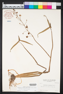 Sagittaria longiloba image