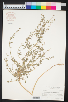 Chenopodium berlandieri image