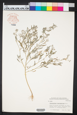 Chenopodium leptophyllum image