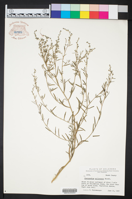 Chenopodium pallescens image