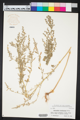 Chenopodium standleyanum image