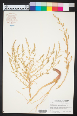 Corispermum hyssopifolium image