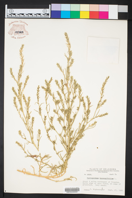 Corispermum hyssopifolium image