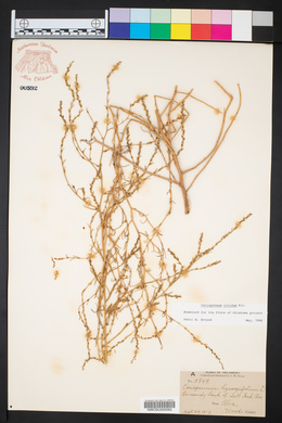 Corispermum nitidum image