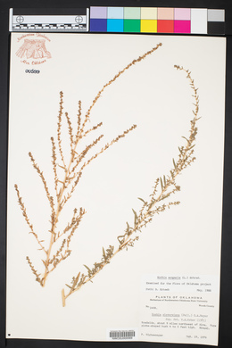 Bassia scoparia image