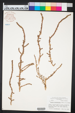 Bassia scoparia image