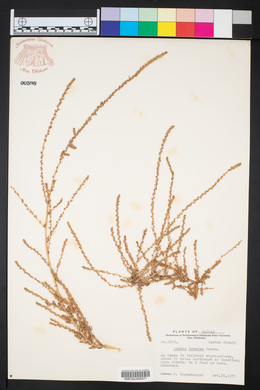 Kochia iranica image