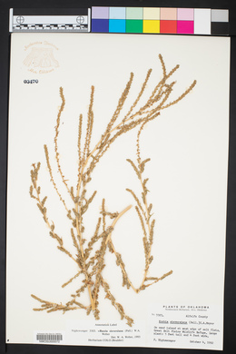Bassia scoparia image