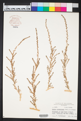 Bassia scoparia image