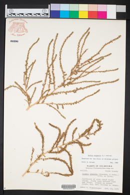 Bassia scoparia image