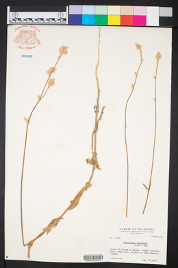 Froelichia floridana image