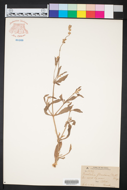 Froelichia floridana image