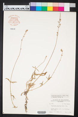 Froelichia gracilis image