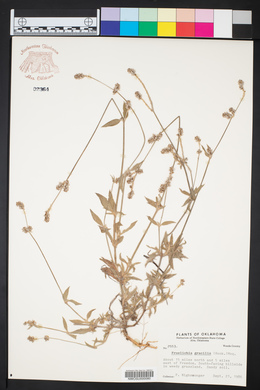 Froelichia gracilis image