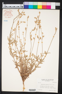 Froelichia gracilis image