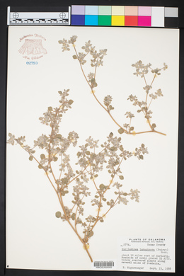 Guilleminea lanuginosa image