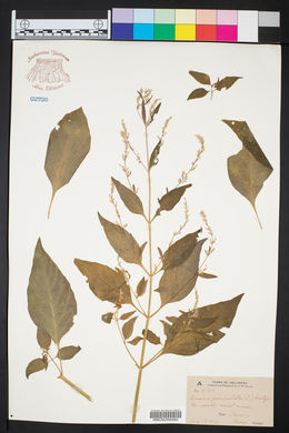 Iresine paniculata image