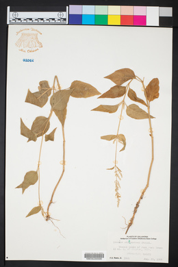 Iresine rhizomatosa image