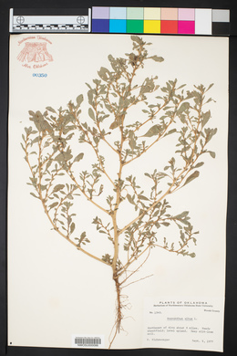 Amaranthus albus image