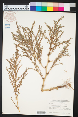 Amaranthus albus image