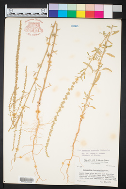 Amaranthus arenicola image