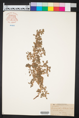Amaranthus blitoides image