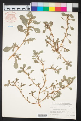 Amaranthus graecizans image