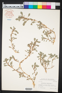 Amaranthus graecizans image